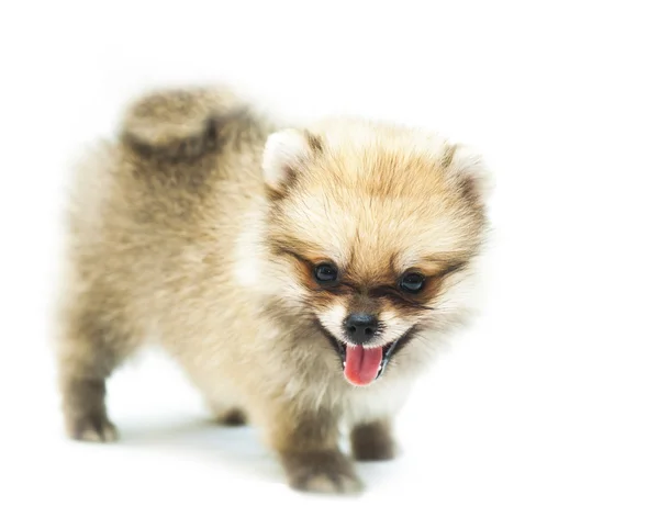 Baby pomeranian — Stock Photo, Image