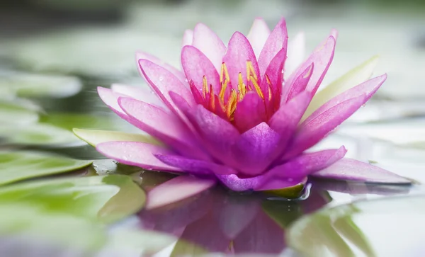 Pembe lotus — Stok fotoğraf