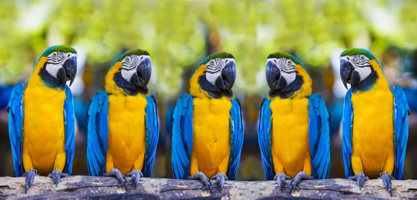 Macaws sitting on log. — Stock Photo, Image