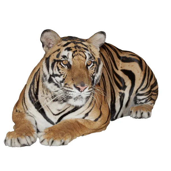 Tiger isolerade — Stockfoto