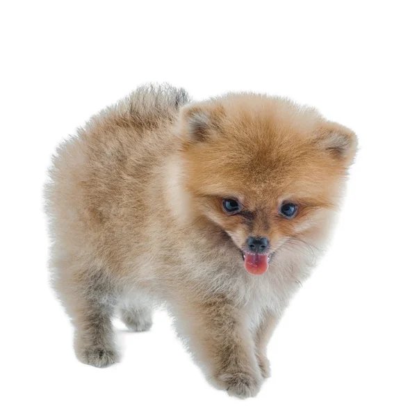 Pomeranian — Stock fotografie