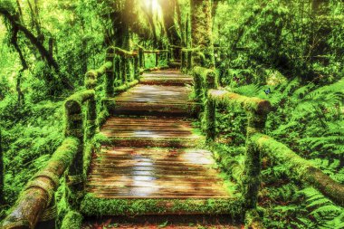 Moss around the wooden walkway in rain forest clipart