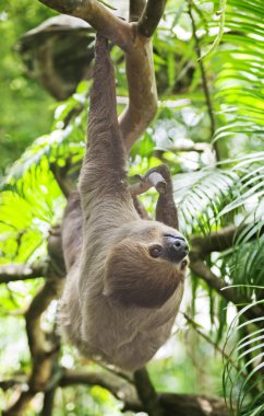 Three-toed Sloth clipart