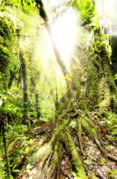 Árbol grande — Foto de Stock