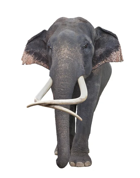 Asien elefant — Stockfoto