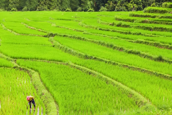 Svěží zelená rýže pole — Stock fotografie