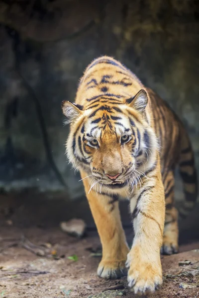 Portret van een Koninklijke Bengaalse tijger — Stockfoto