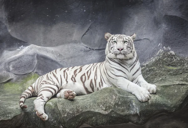 WHITE TIGER on a rock Stock Photo