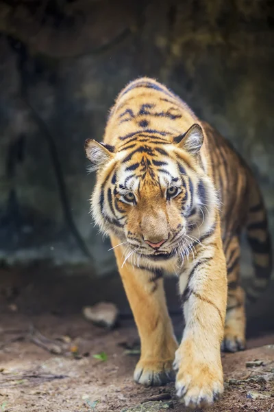 Portrait d'un tigre royal du Bengale — Photo