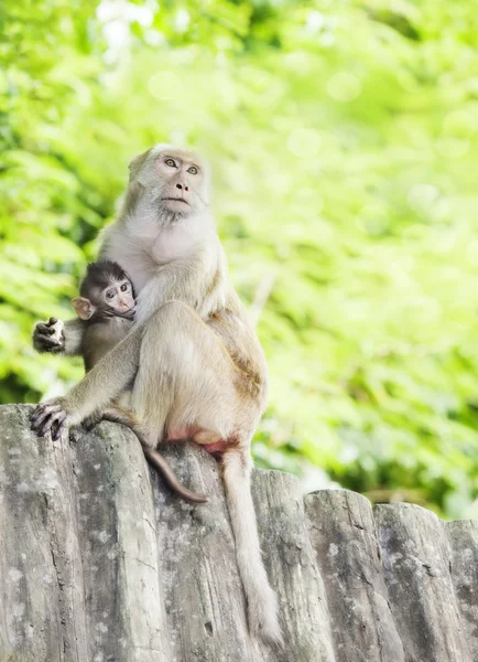 원숭이 가족 — 스톡 사진
