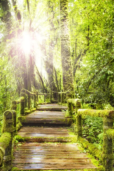 Yağmur ormanlarında ahşap geçit etrafında yosun — Stok fotoğraf