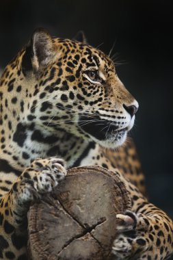 leopar