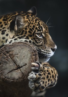 leopar portresi