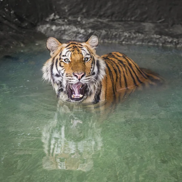 Retrato de um tigre real de Bengala — Fotografia de Stock