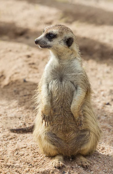 Meerkat. — Fotografia de Stock