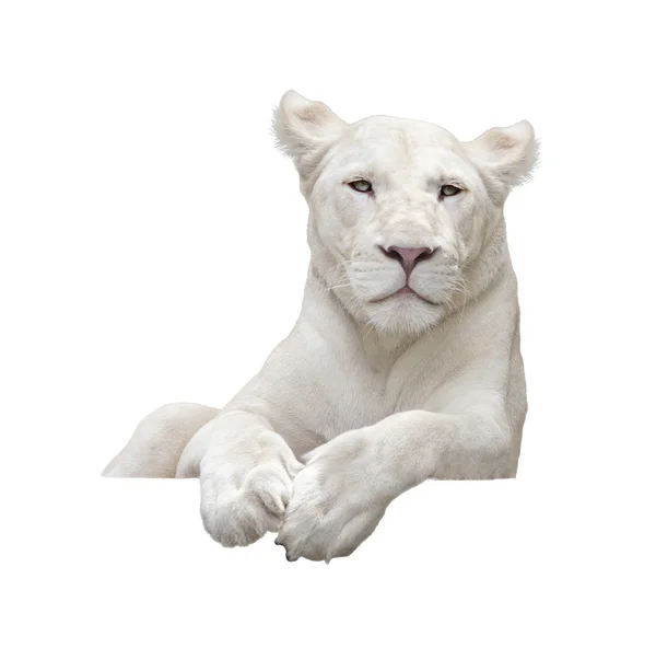 White lion — Stock Photo, Image