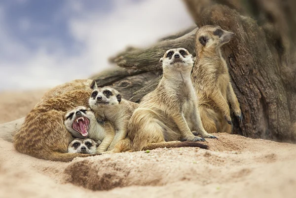 Groupe de suricates — Photo