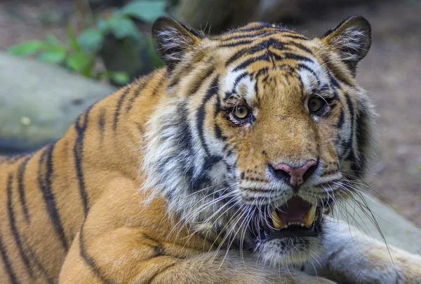 Retrato de um tigre real de Bengala — Fotografia de Stock