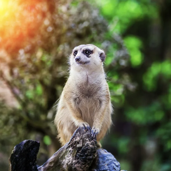 Meerkat. — Fotografia de Stock