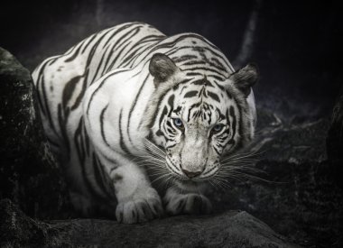 white tiger clipart