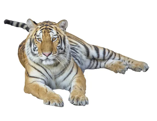 Tiger Isolated — Stock Photo, Image