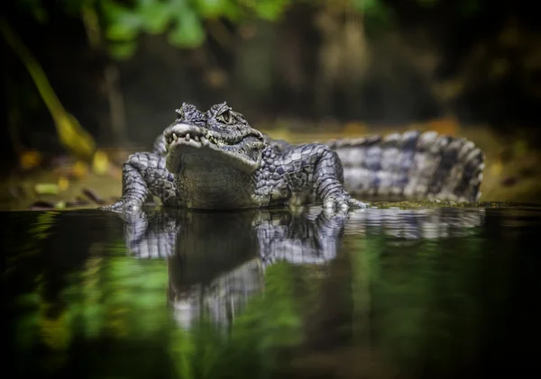 Krokodil — Stockfoto