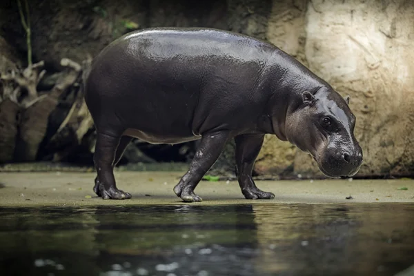 Nilpferd — Stockfoto