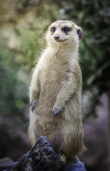 Portrait of meerkat — Stock Photo, Image