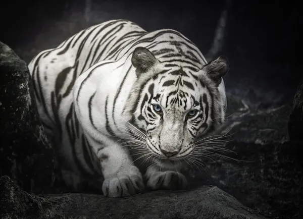 White tiger — Stock Photo, Image