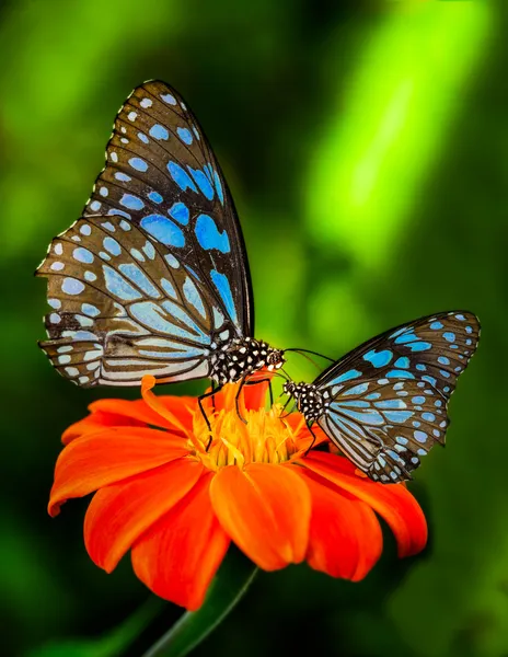 Blauer Schmetterling — Stockfoto