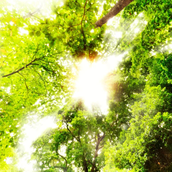 Big tree with sun light — Stock Photo, Image