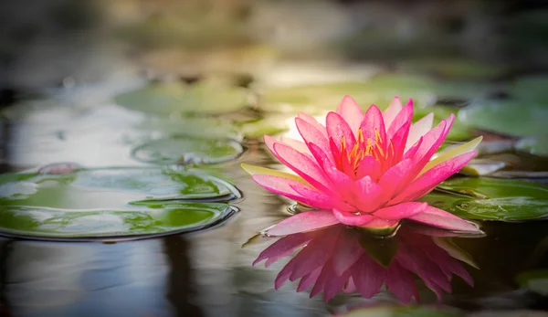 Roze lotus — Stockfoto