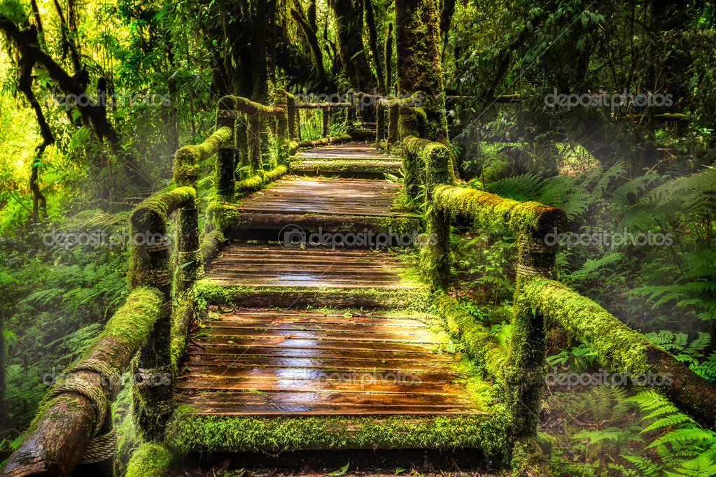 Beautiful rain forest at ang ka nature trail — Stock Photo © anekoho