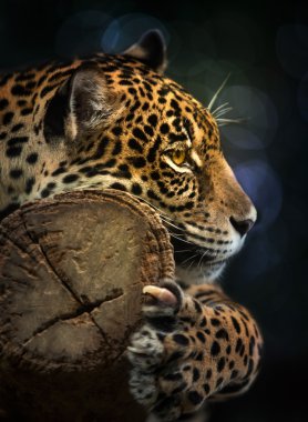 Jaguar