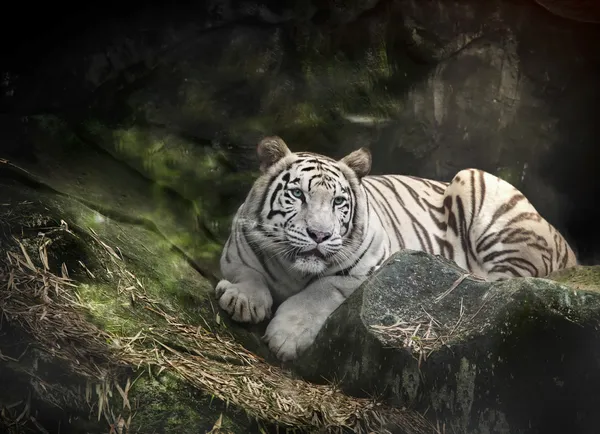 WHITE TIGER on a rock — Stock Photo, Image