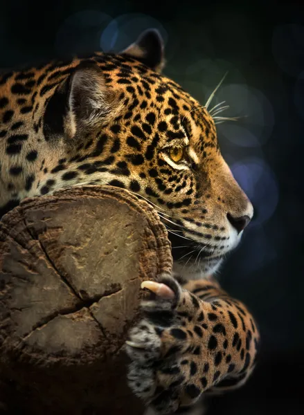 Jaguar – stockfoto