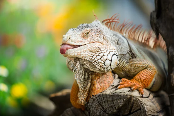 Groene leguaan — Stockfoto