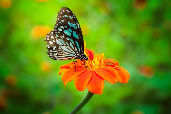 Blauwe vlinder vliegen — Stockfoto