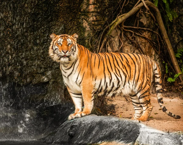 Tiger — Stockfoto