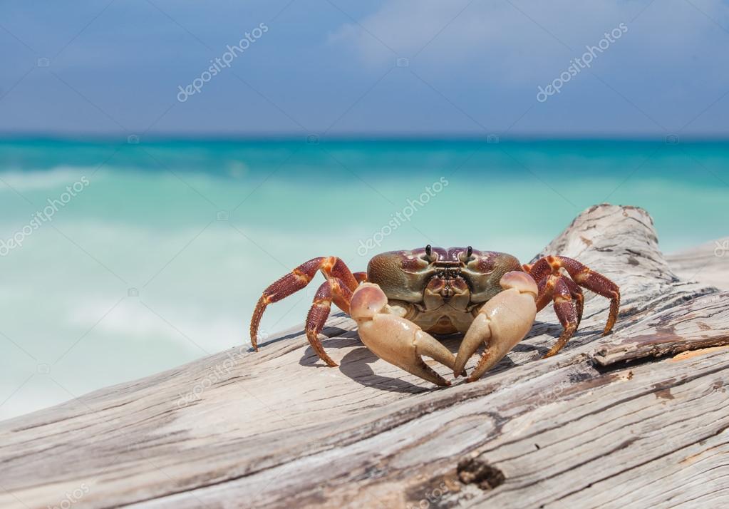 カニ写真素材 ロイヤリティフリーカニ画像 Depositphotos カニ写真素材 ロイヤリティフリーカニ画像 Depositphotos