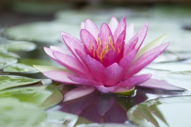 pembe lotus