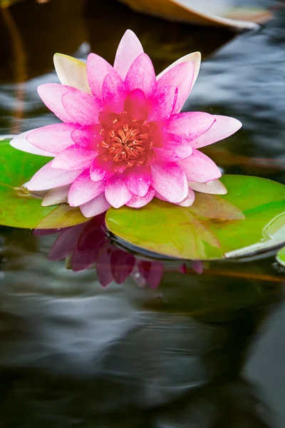 Pink lotus Jogdíjmentes Stock Fotók