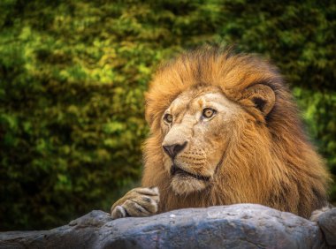 Aslan