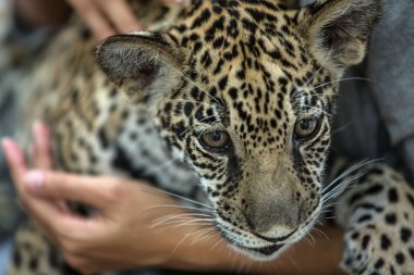 kadın tutan küçücük leopar yavrusu
