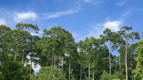 Blå himmel i skogen — Stockfoto