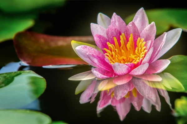 Lótus rosa — Fotografia de Stock