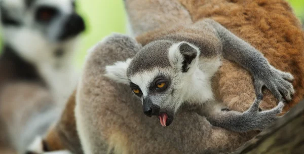 Baby Lemur — Stockfoto