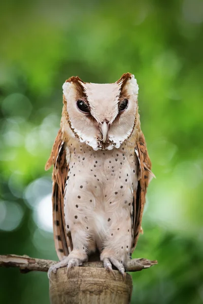 Owl in de natuur — Stockfoto