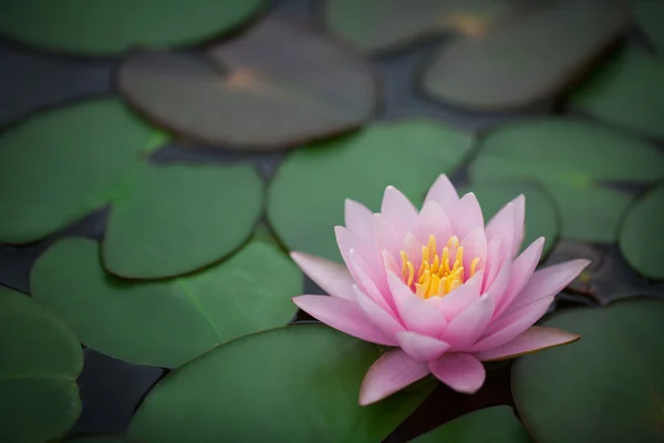 Lindo waterlily — Fotografia de Stock