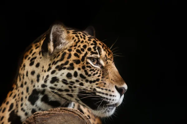Jaguar portret — Stockfoto